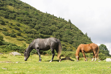 Horses in the mountains landscape. Summer day