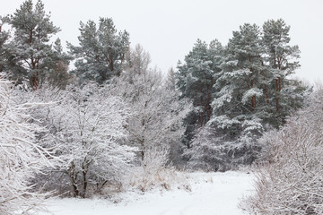 beautiful winter landscape, trees in the snow.