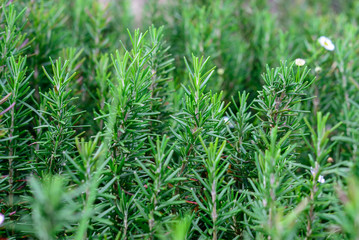 Rosemary in the garden with selective focus