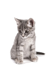 gray kitten on a white background