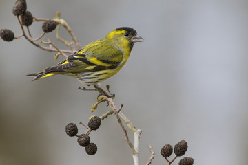 Close up view of Eurasian siskin (Spinus spinus), male
