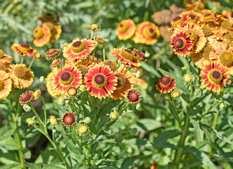 Sonnenbraut, Helenium
