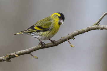 Close up view of Eurasian siskin (Spinus spinus), male