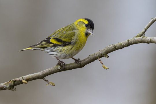 Close up view of Eurasian siskin (Spinus spinus), male