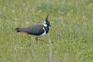 Northern lapwing, Vanellus vanellus, single bird on Grass, spain