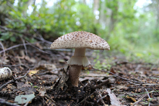 Amanita rubescens in a skirt on a forest path.