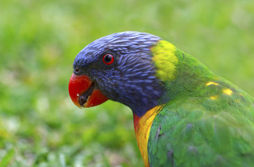 Rainbow Lorikeet