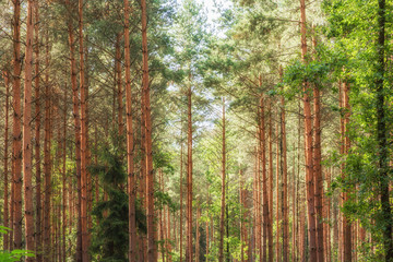 Obraz premium Wunderschöne aufnahme eines Nadelwaldes im Sonnenschein