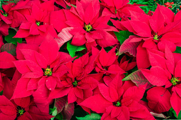 Traditional Poinsettia flowers blooming at Christmas