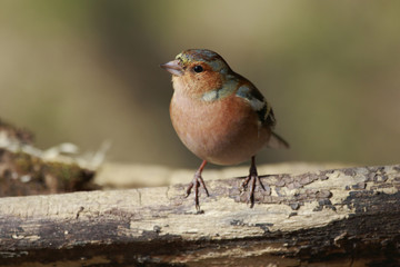 male Chaffinch (Fringilla coelebs) looking in the camera