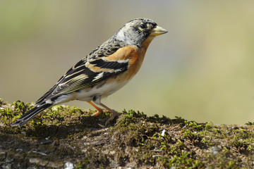 Brambling (Fringilla montifringilla).