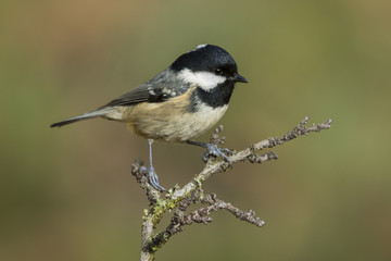 Fototapeta premium forest and bird Coal Tit / Periparus ater