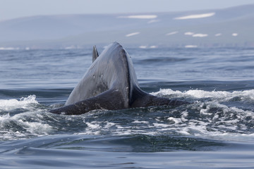 Humpback Whale before diving into the water on the background of