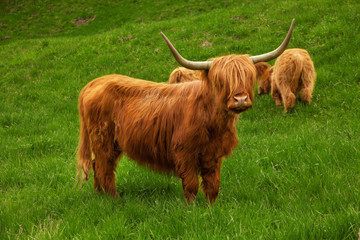 Highland cow in summer meadow