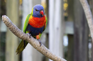 Rainbow Lorikeet