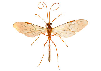 Ichneumon Wasp on white Background  -  Ophion sp.