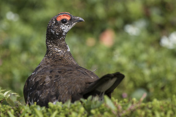 male Rock ptarmigan in a summer dress on a background of green s