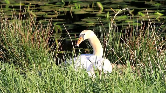 swan on nest in the nature 
