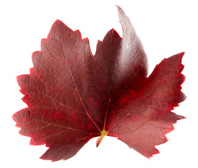 red grape leaf isolated on the white background - Powered by Adobe