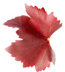 red grape leaf isolated on the white background