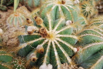Parodia magnifica is a species of flowering plant in the Cactaceae family, native to southern Brazil.