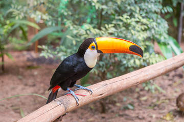 Toucan bird in a tree branch at the forest