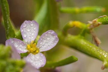 Daphne pink poisonous