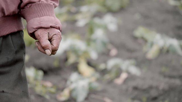 Senior peasant with his close fist and wrinkled hands on the the cultivation fields