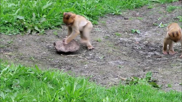 baby monkey sylvana 
