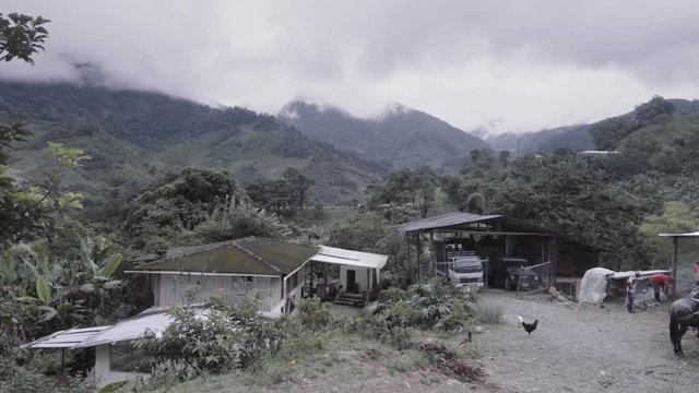 Farm on the jungle of south america. Farmers on their land taking care of the animals. 4k