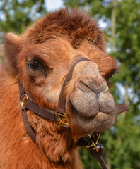 portrait of a camel