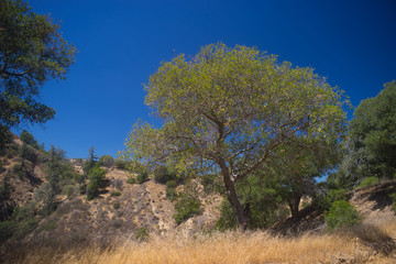 Southern California Wilderness Canyon