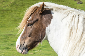 Portrait of a beautiful white and brown icelandic horse. Iceland.