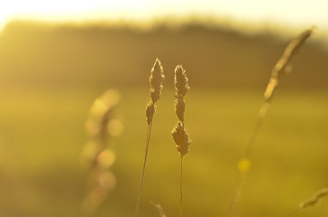 Gras im Gegenlicht