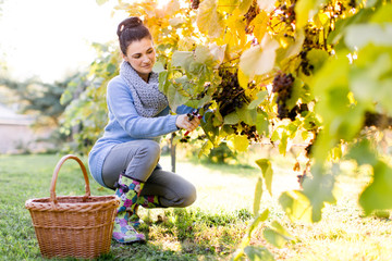 Naklejka na ściany i meble Happy grape picker at work picking grapes on the vine
