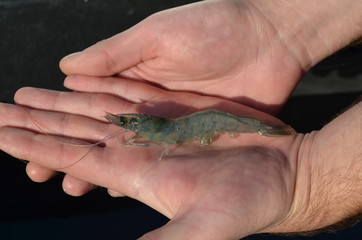 White Tiger Shrimp (Litopenaeus vannamei) aus Aquakultur-Aufzucht