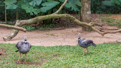 Gray Crowned Crane exotic bird in Brazil