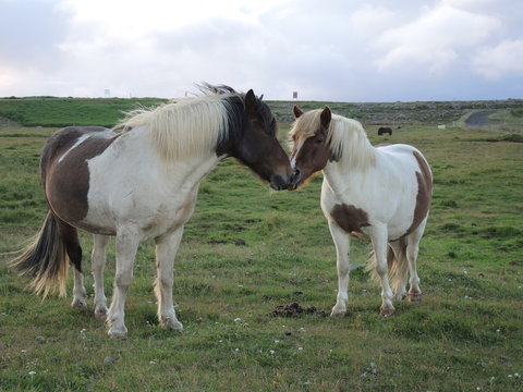 Couple de chevaux islandais