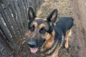 Dog german shepherd in village in a day