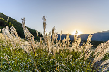 すすき　夕日　箱根