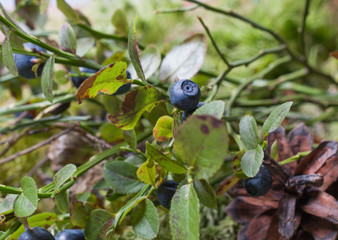 The blueberry Bush on natural blurred background