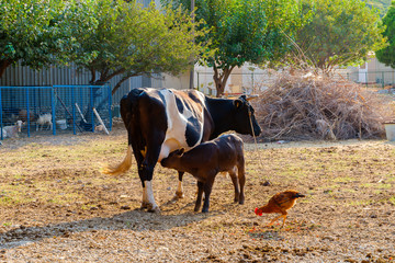A newborn cow drink milk from mother