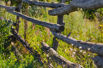 Fototapeta premium small sparrow sitting on old rural wooden fence