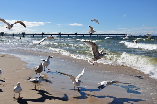 Piaszczysta plaża w Międzyzdrojach.