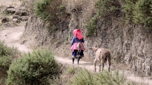 Indigenous woman walks on dirt path with her donkey on the andean mountain.