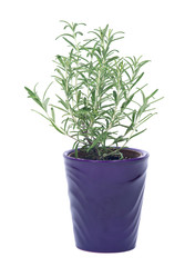 Rosemary in purple pot separated on white background