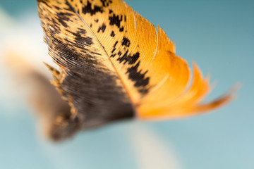 Colorful rooster feather with details and reflexions