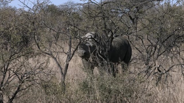 Black rhino walking through African bush.