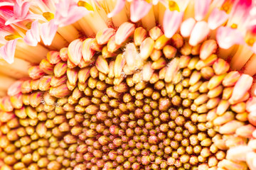 Gerbera jamesonii - beautiful flower with macro details