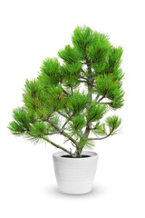 young pine tree in a flowerpot isolated over white